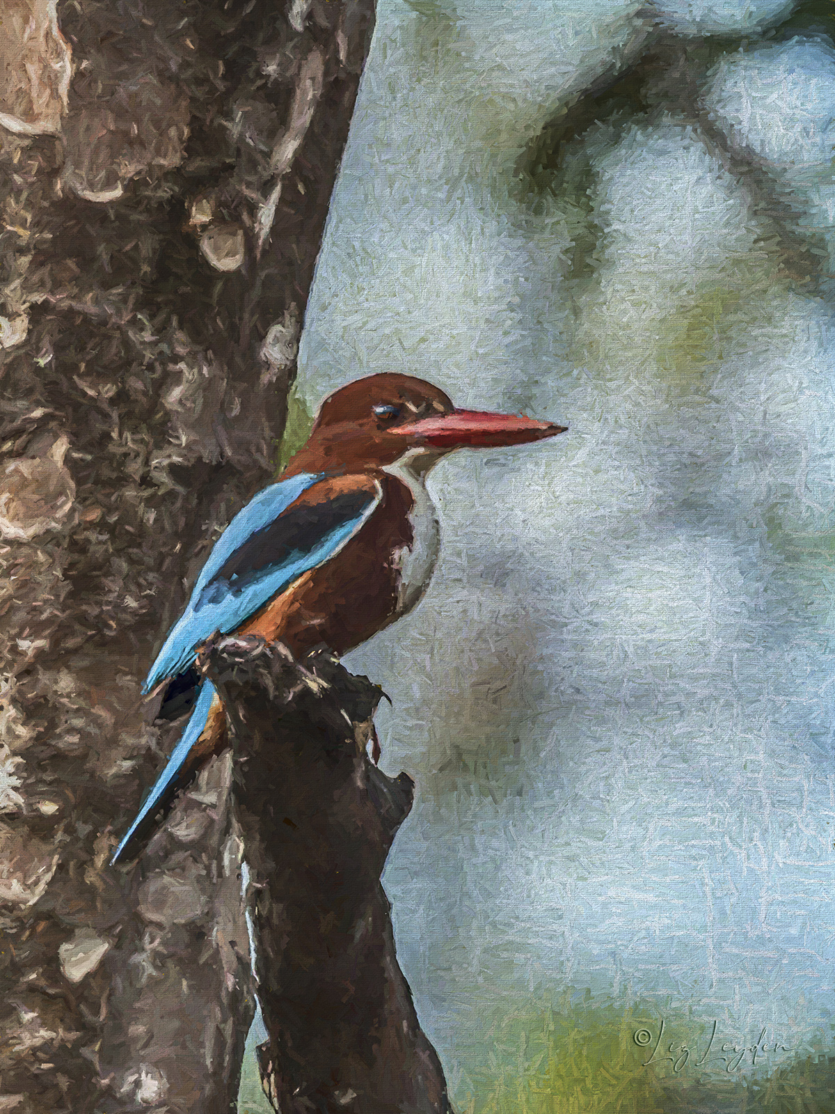 White-breasted Kingfisher