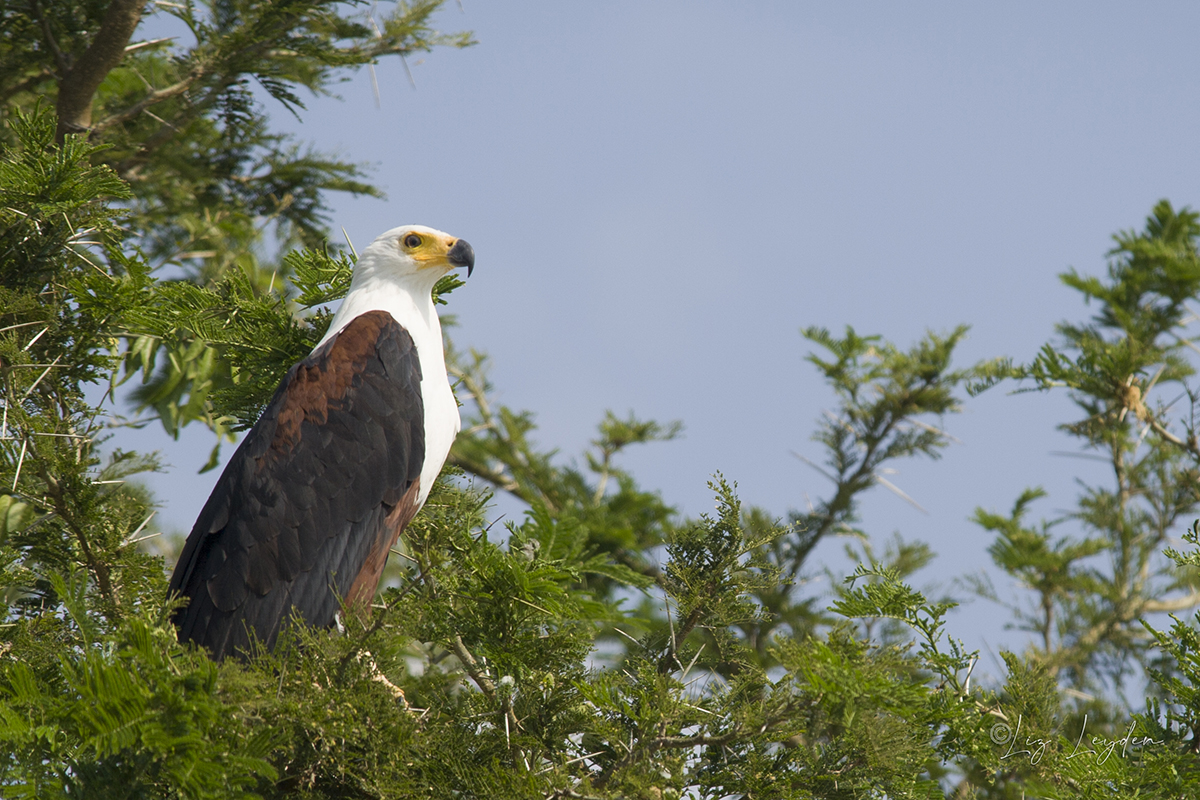 African Fish Eagle in a tree