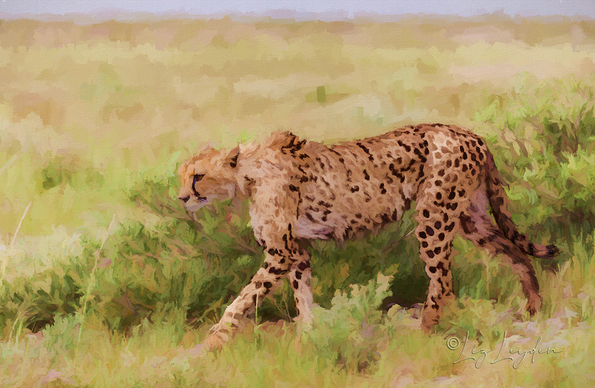 Cheetah walking in Etosha N.P.