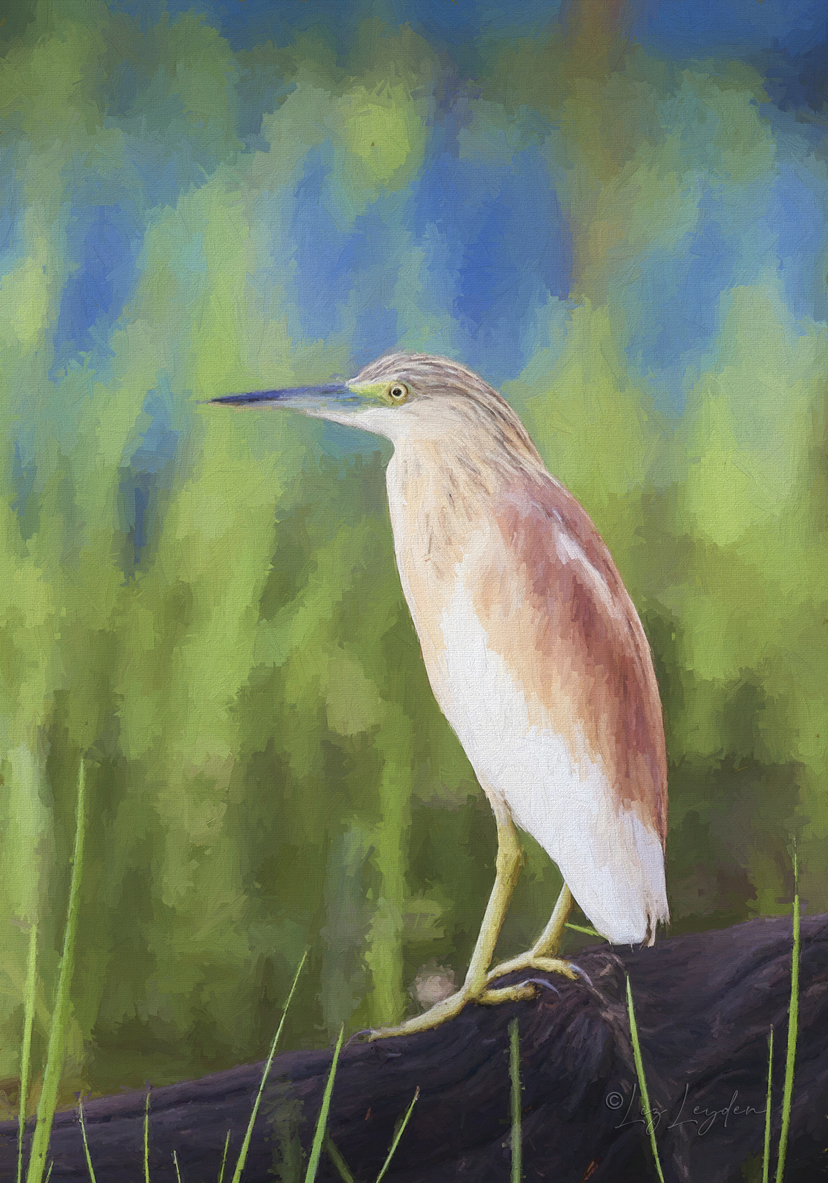 Squacco Heron