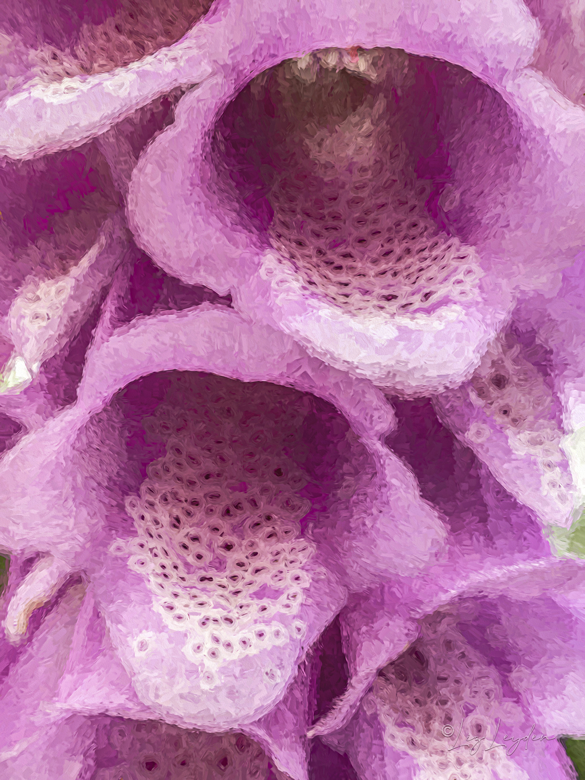 pinky-purple foxglove detail