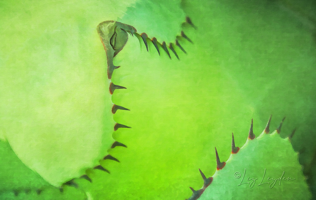 Abstracted spines of a cactus