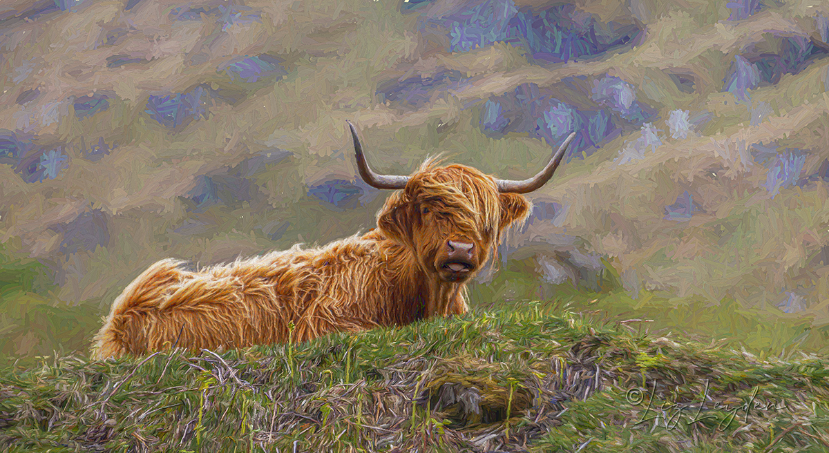 A resting Scottish Highland cow