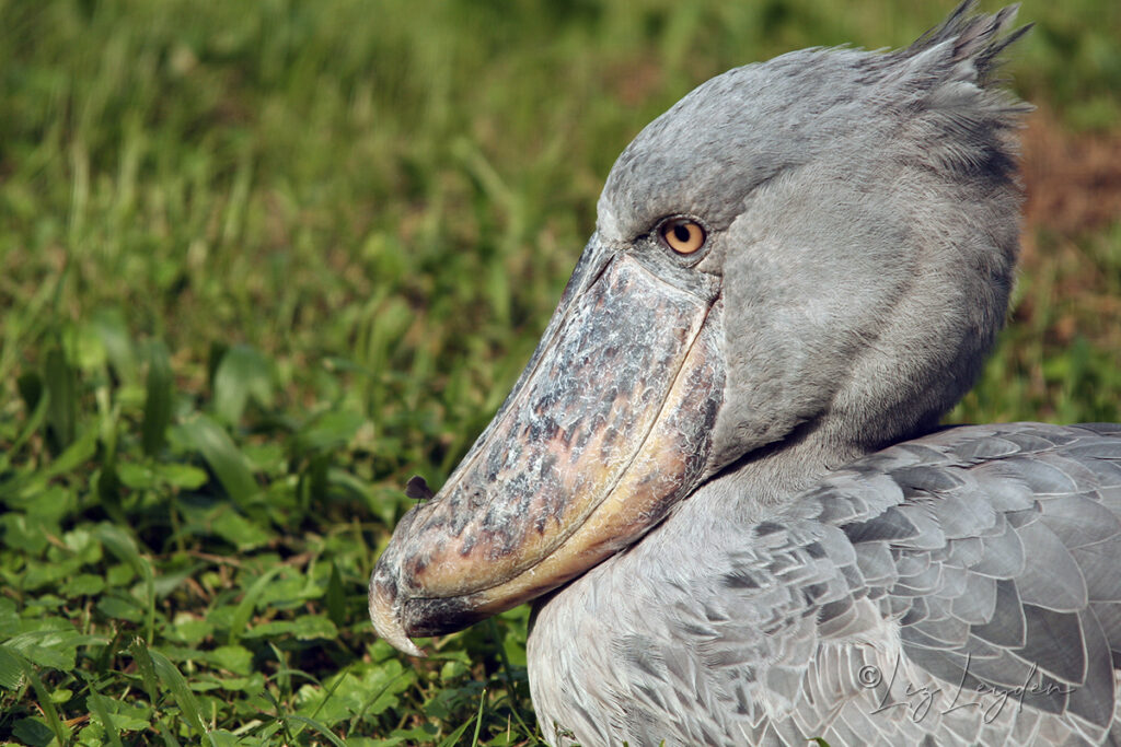 Shoebill – Liz's World