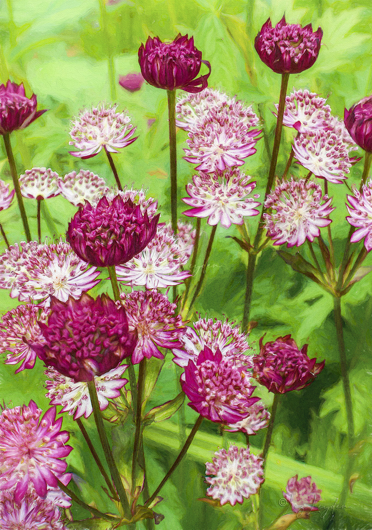 Astrantia major 'Claret' and 'Rosa' growing together