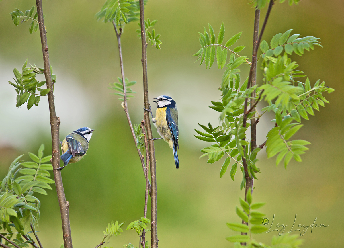 Two Blue Tits on Rowans