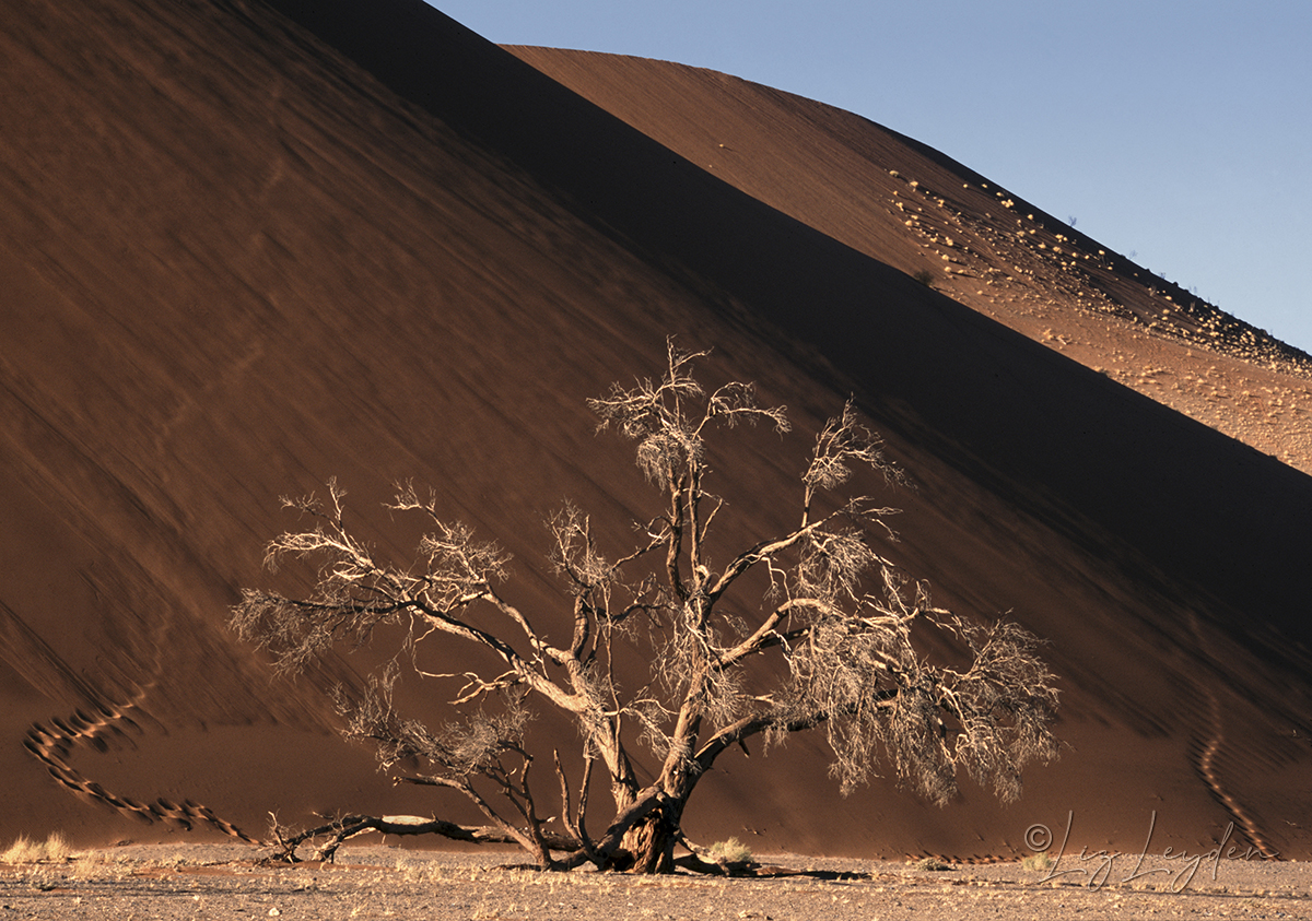 Camelthorn tree in front of a sand dunef