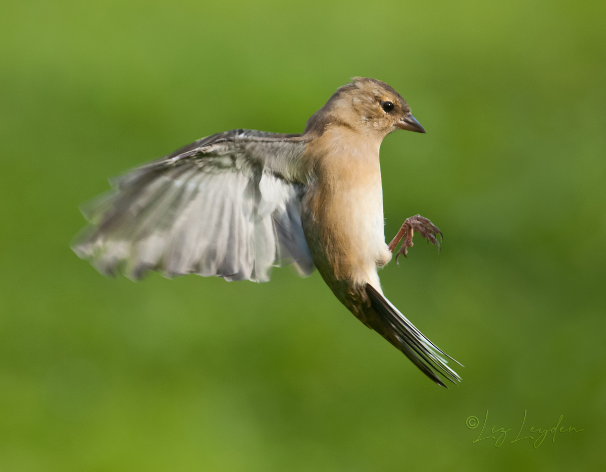 Female chaffinch stalling