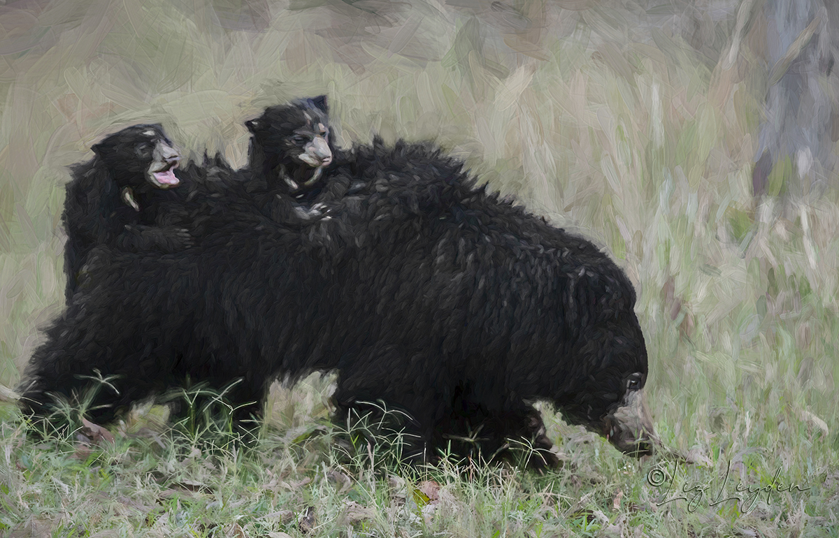 Female sloth bear with two little cubs on her back.