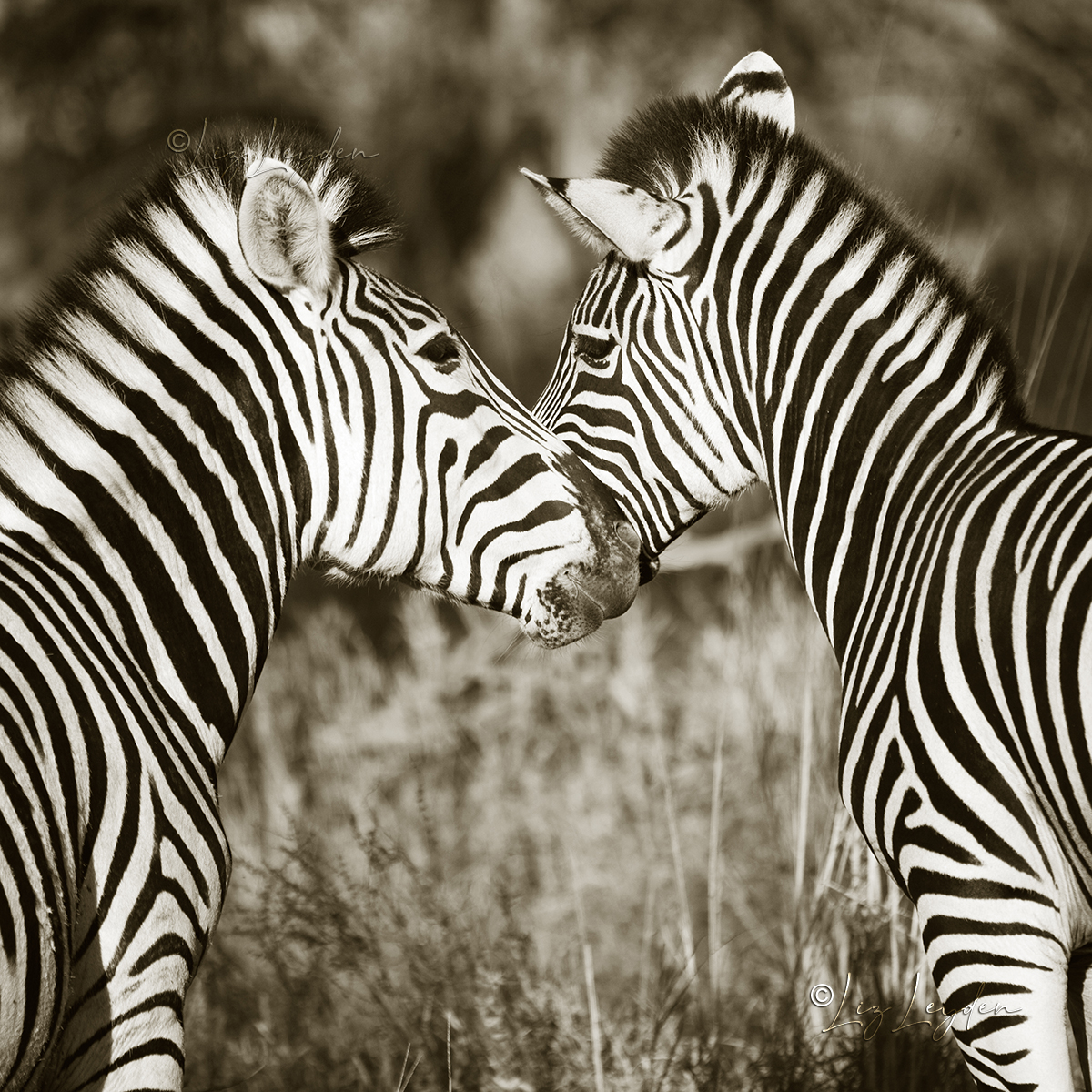 Two zebras looking affectionate