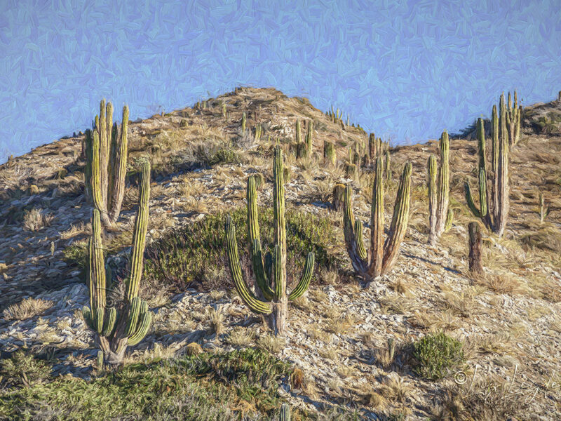 Giant Cordon Cactus