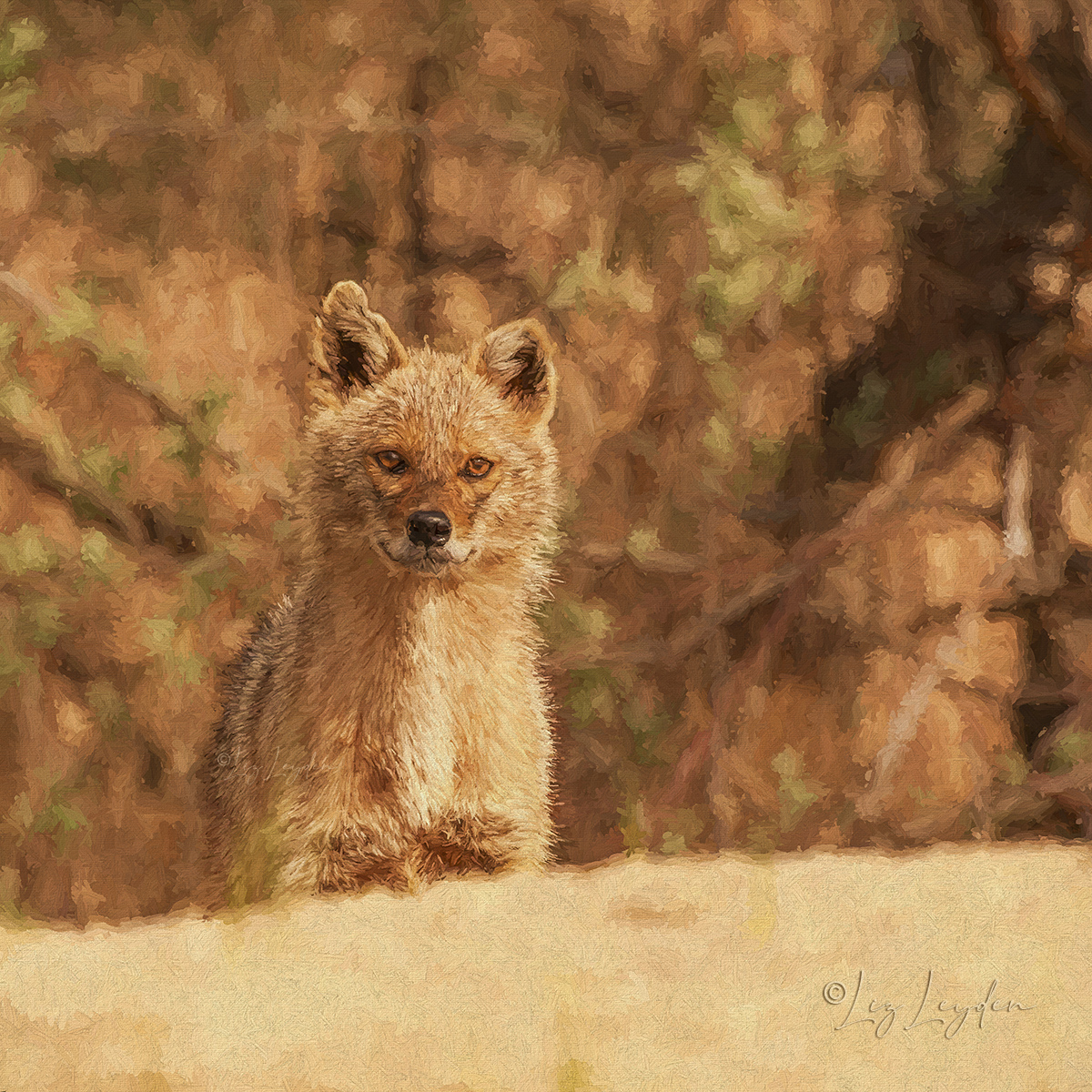 Female Golden Jackal portrait