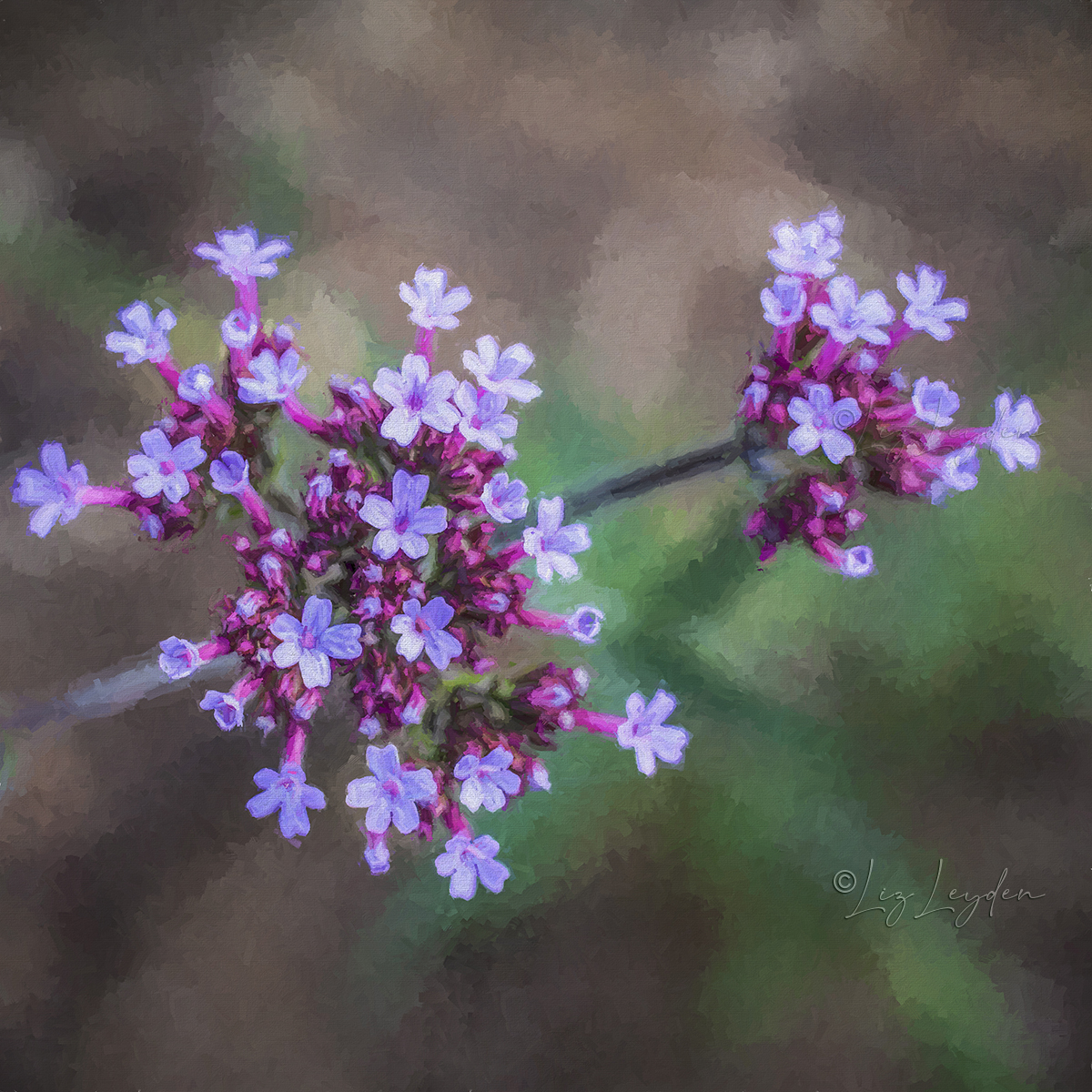 Verbena Bonariensis flowerr