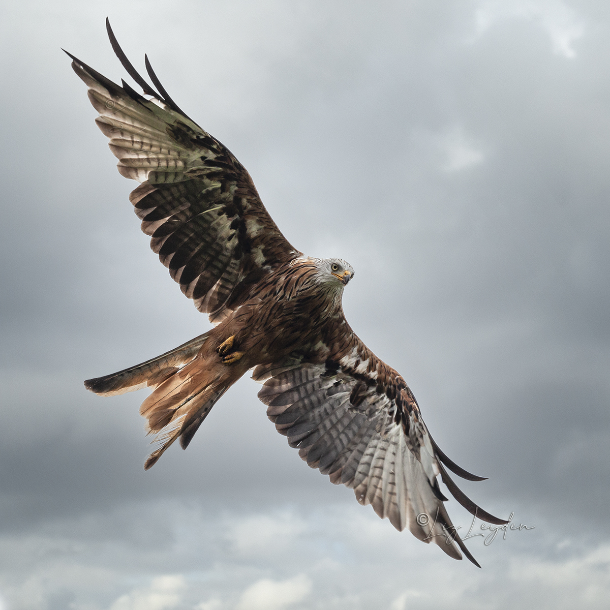 Red Kite soaring against a cloudy Sky