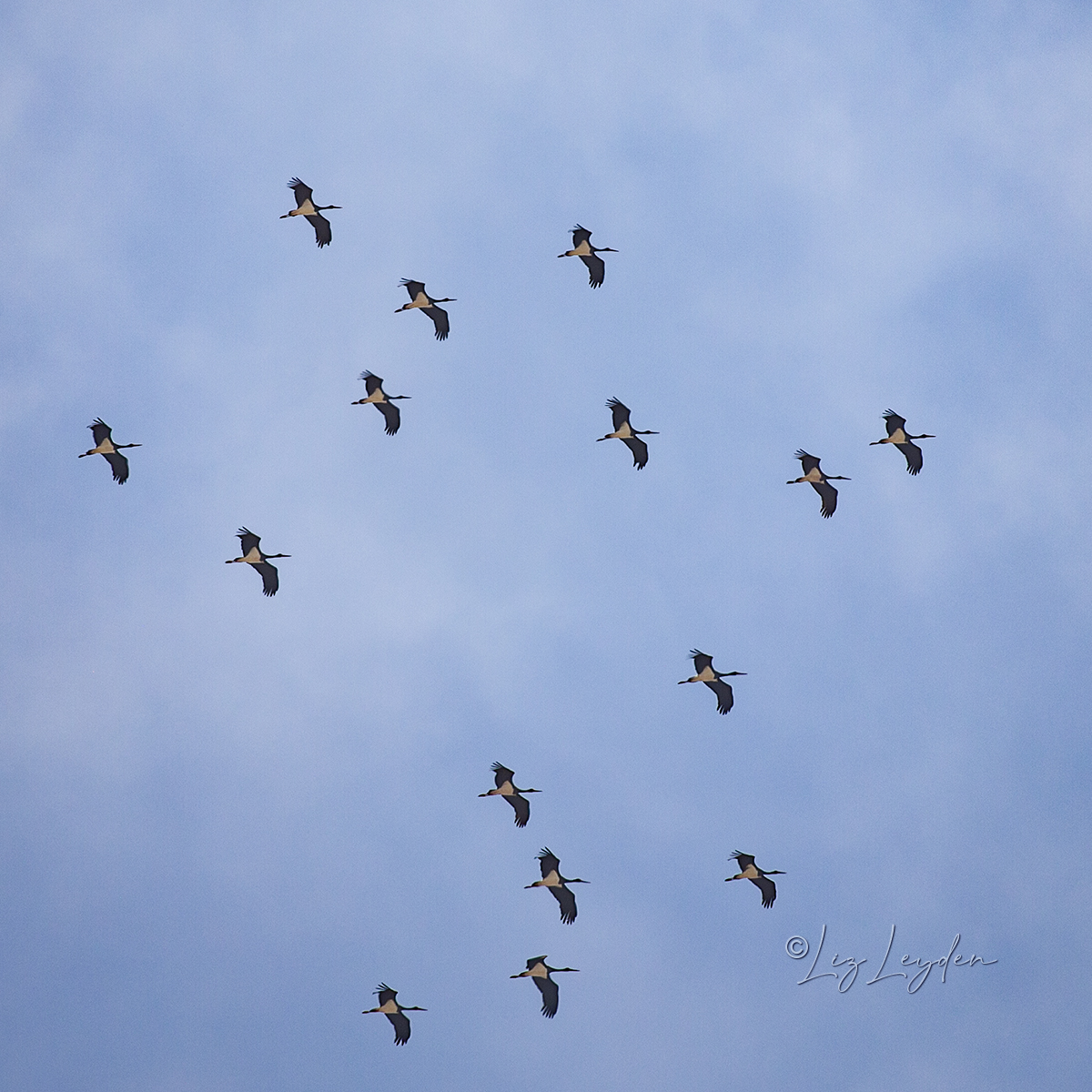 Black Storks