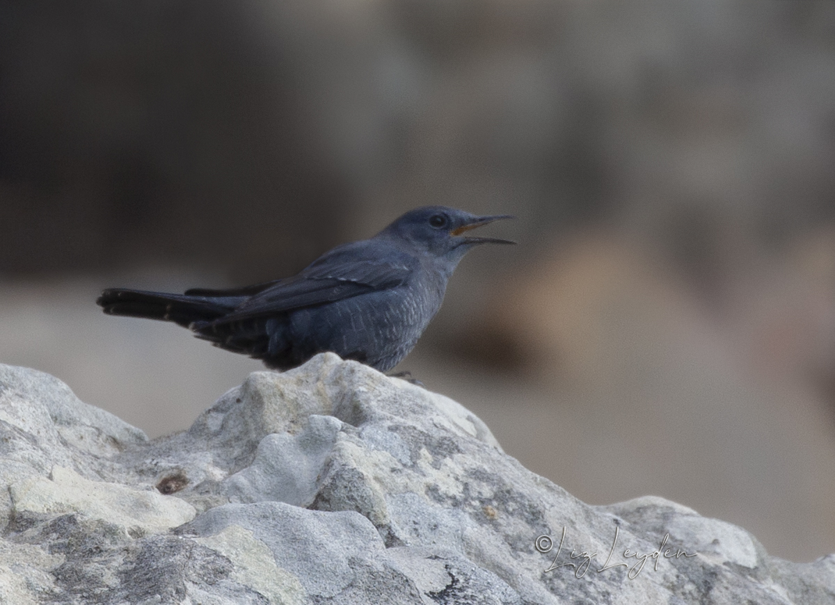 Blue Rock Thrush