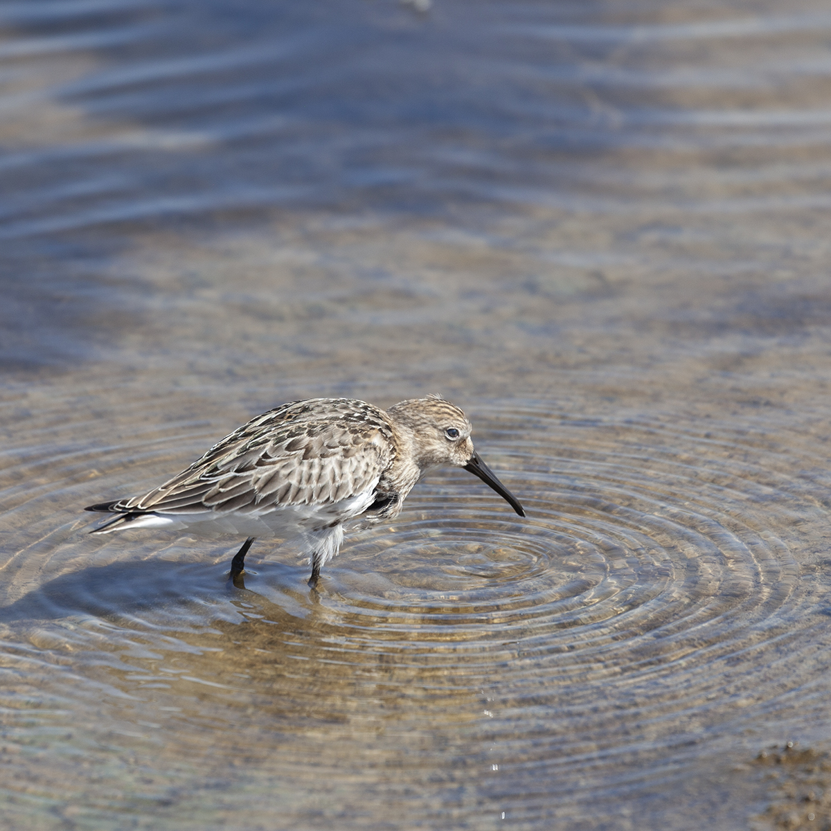 Dunlin, feeding