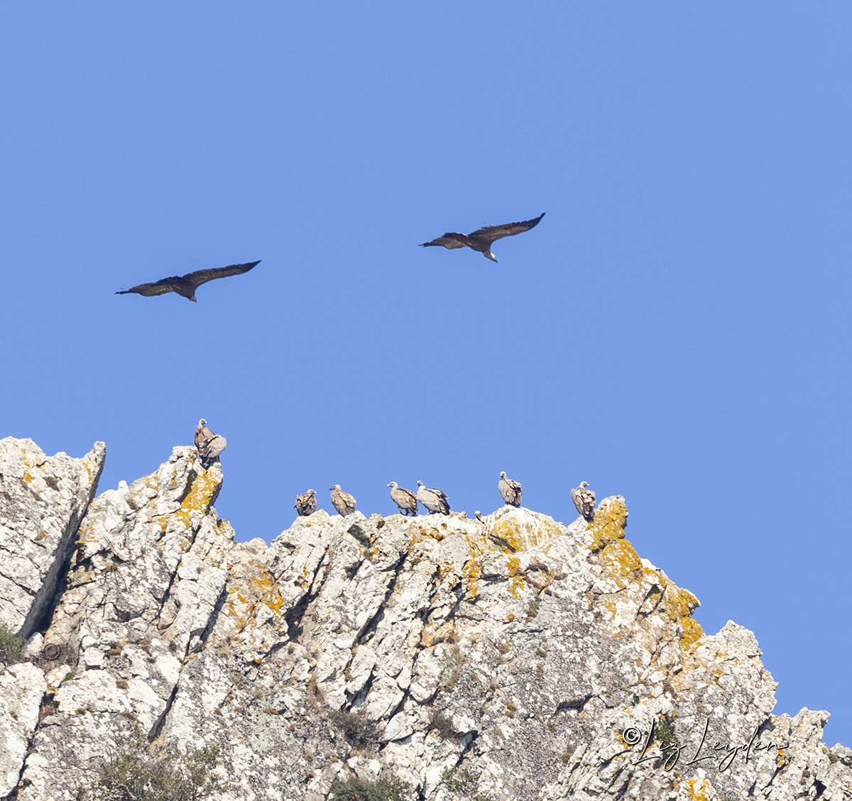 Eurasian Griffon Vultures