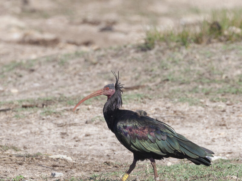 Northern Bald Ibis