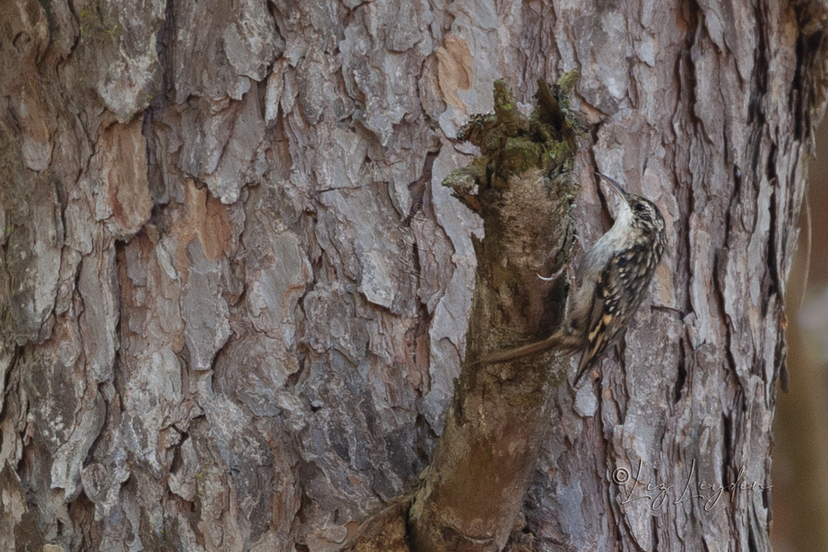 Short-toed Treecreeper on pine tree