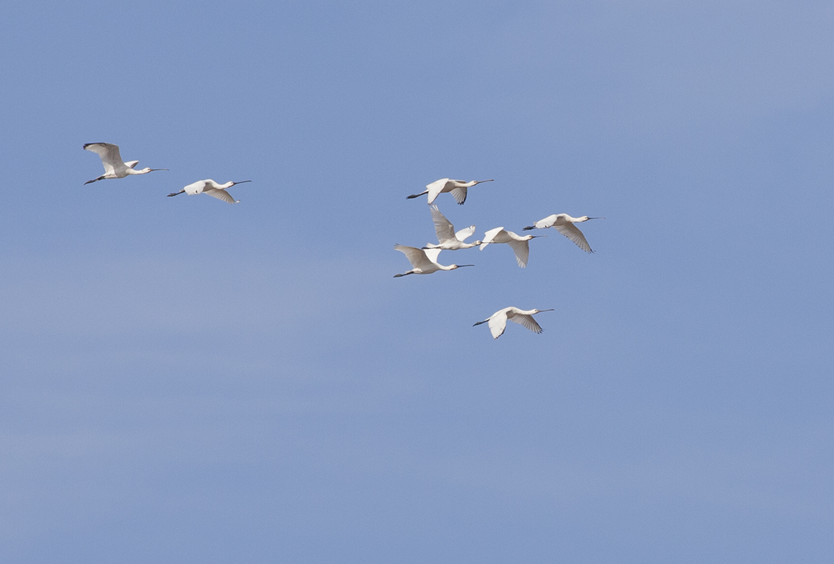 Eurasian Spoonbills in flight