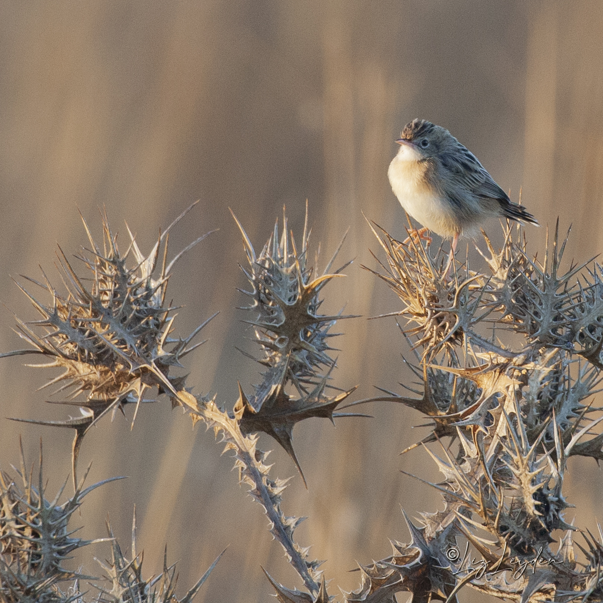 Zitting Cisticola on thistle