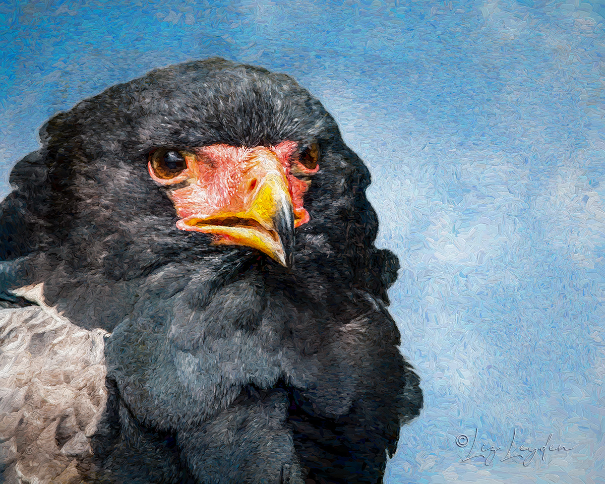 Bateleur portrait