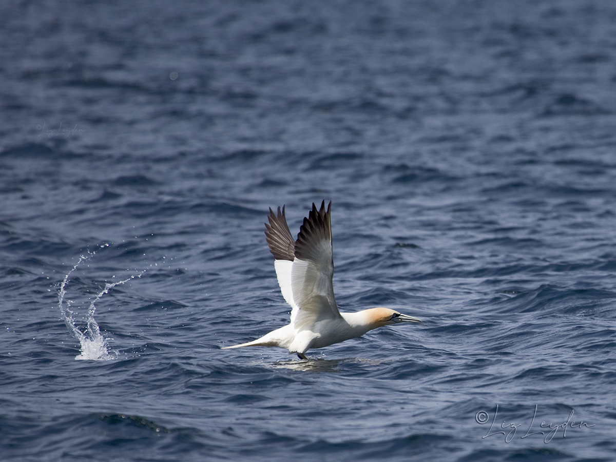 A Northern Gannet rising out of the Firth of Clyde