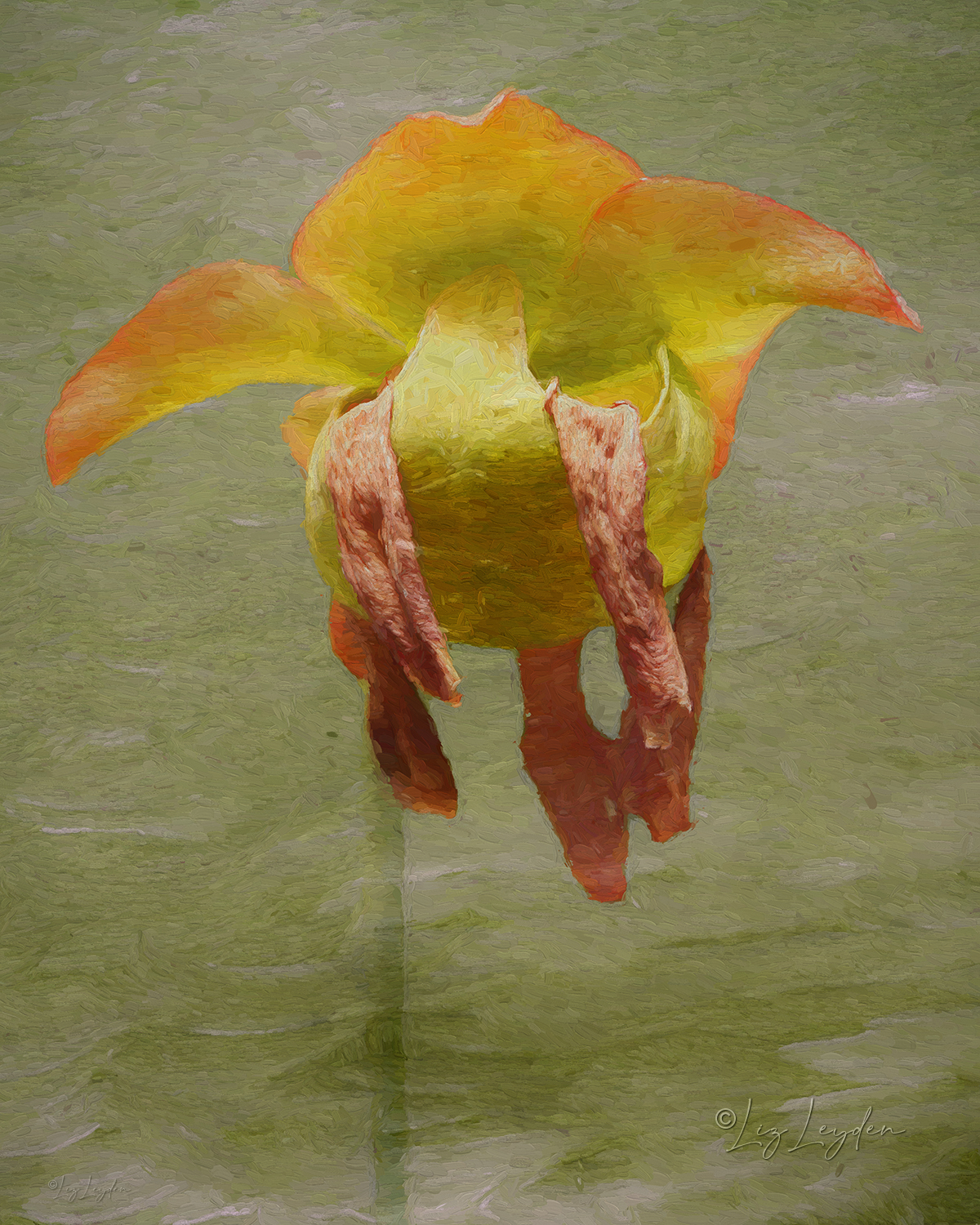 Northern Pitcher Plant flower