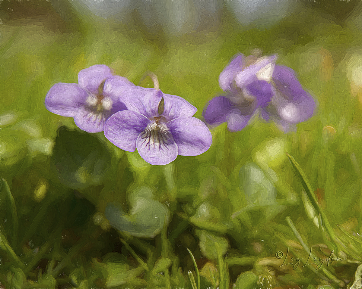 Wood Violets