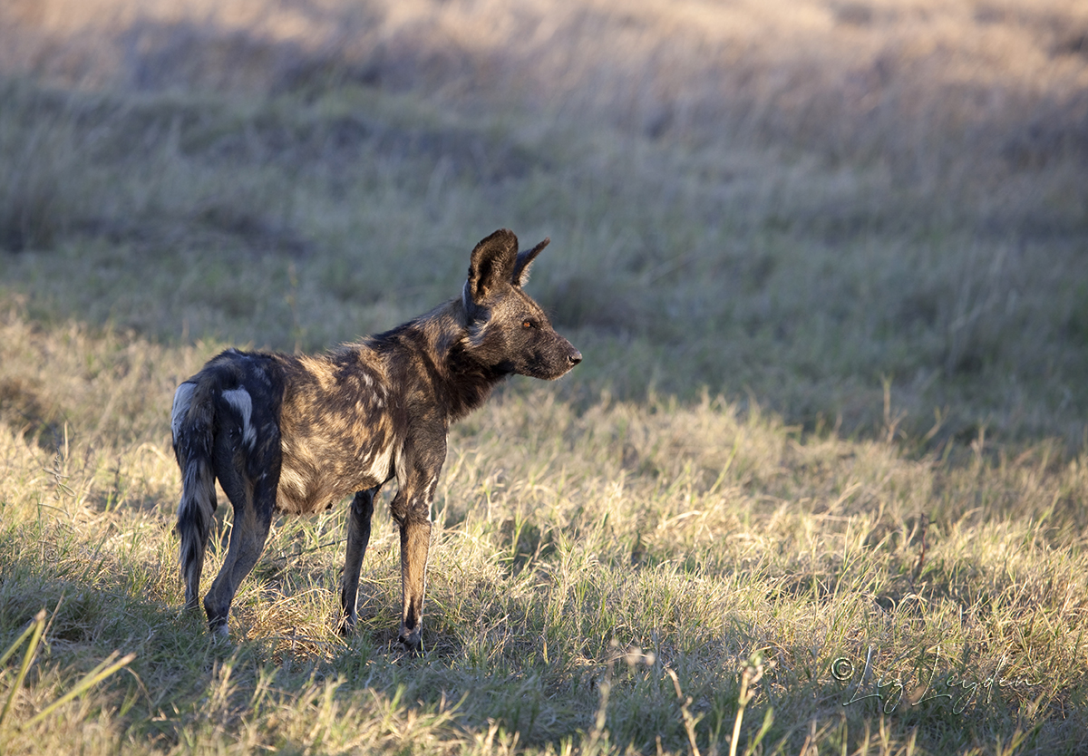 African Painted Hunting Dog Female