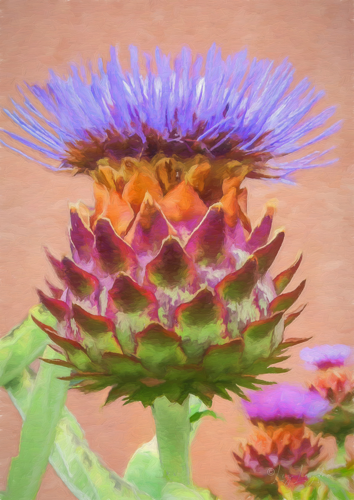 Cardoon