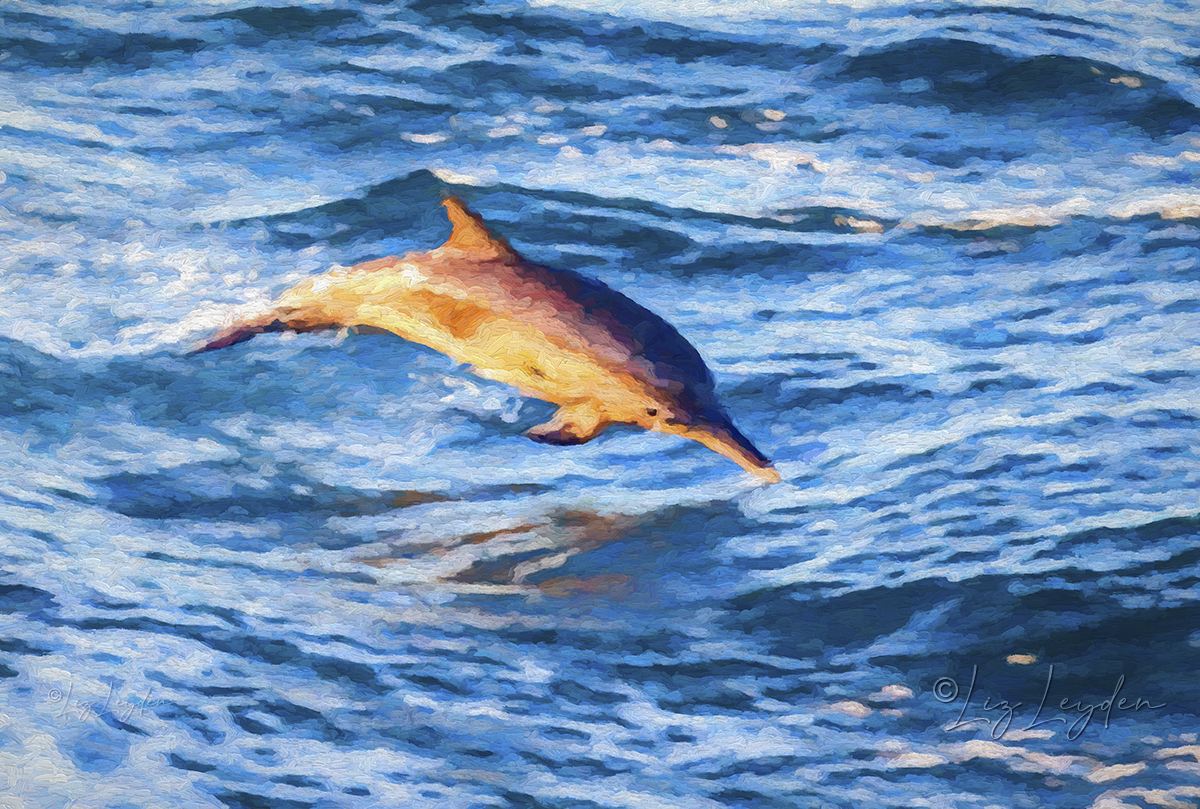 A Long-beaked Common Dolphin