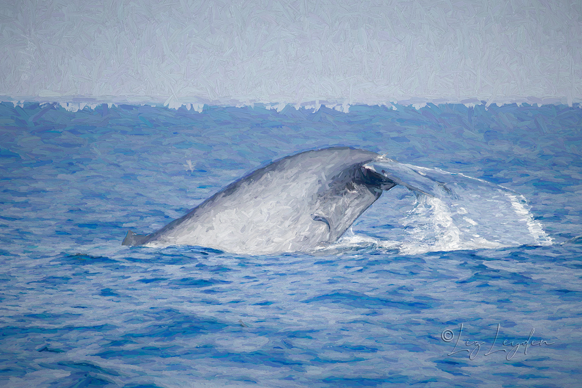 Pygmy Blue Whale fluking