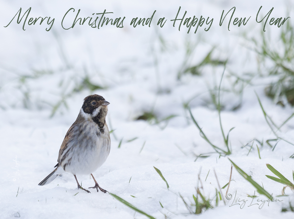 Reed Bunting standing on snowy ground