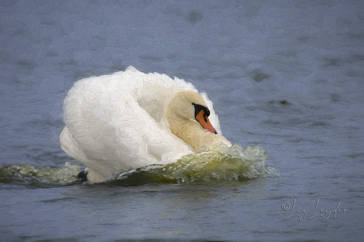 Mute Swan displaying