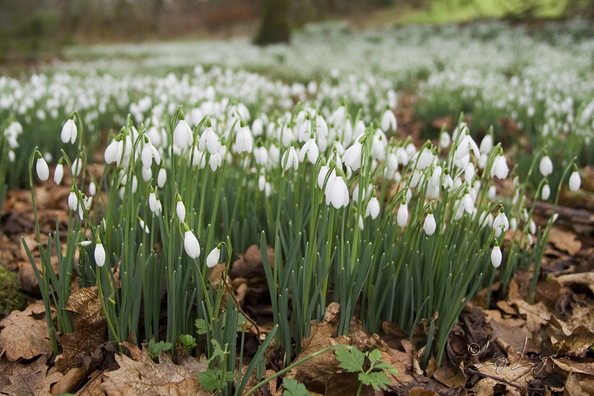 Snowdrops