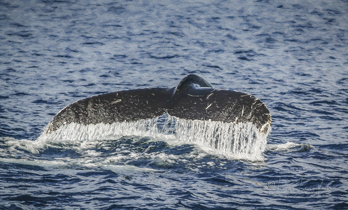 Tail fluke of a Humpback Whale