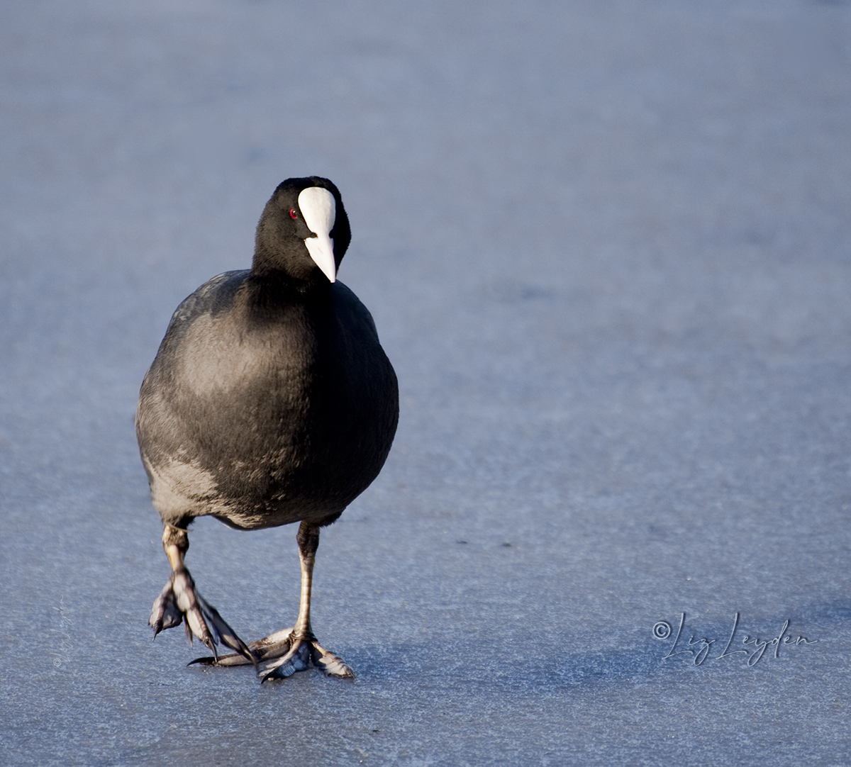 Eurasian Coot walking on ice