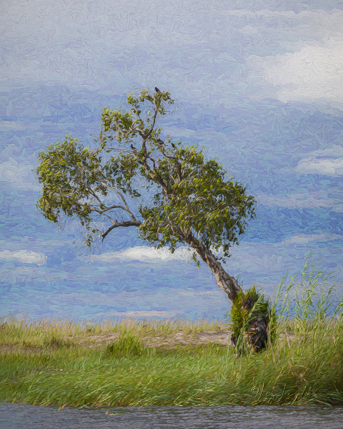 A slanting tree at the edge of the Chobe River, Botswana