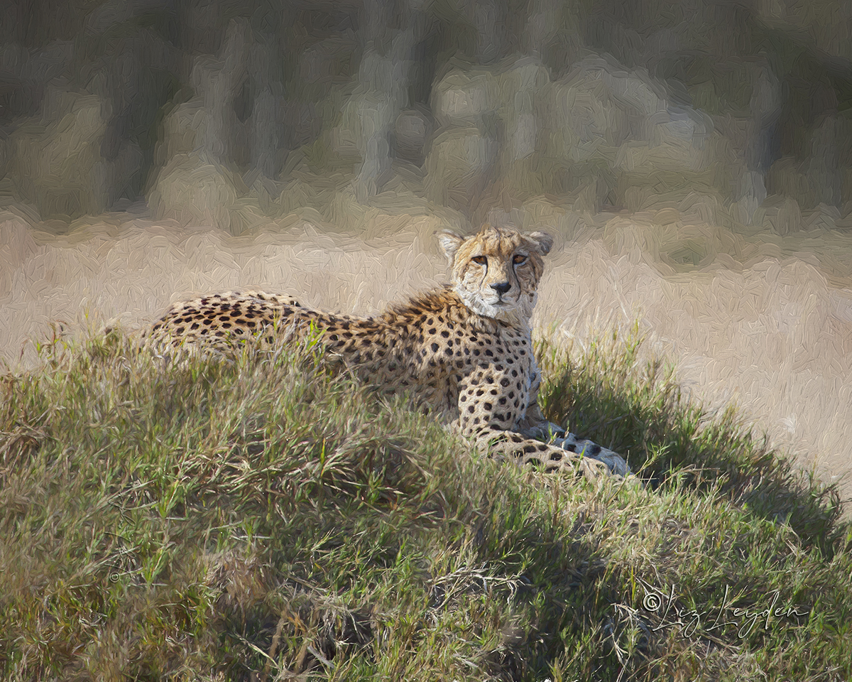 A Cheetah, Acinonyx jubatus, lying alert on a mound, looking out for passing prey in the Moremi area of Chobe National Park, Botswana