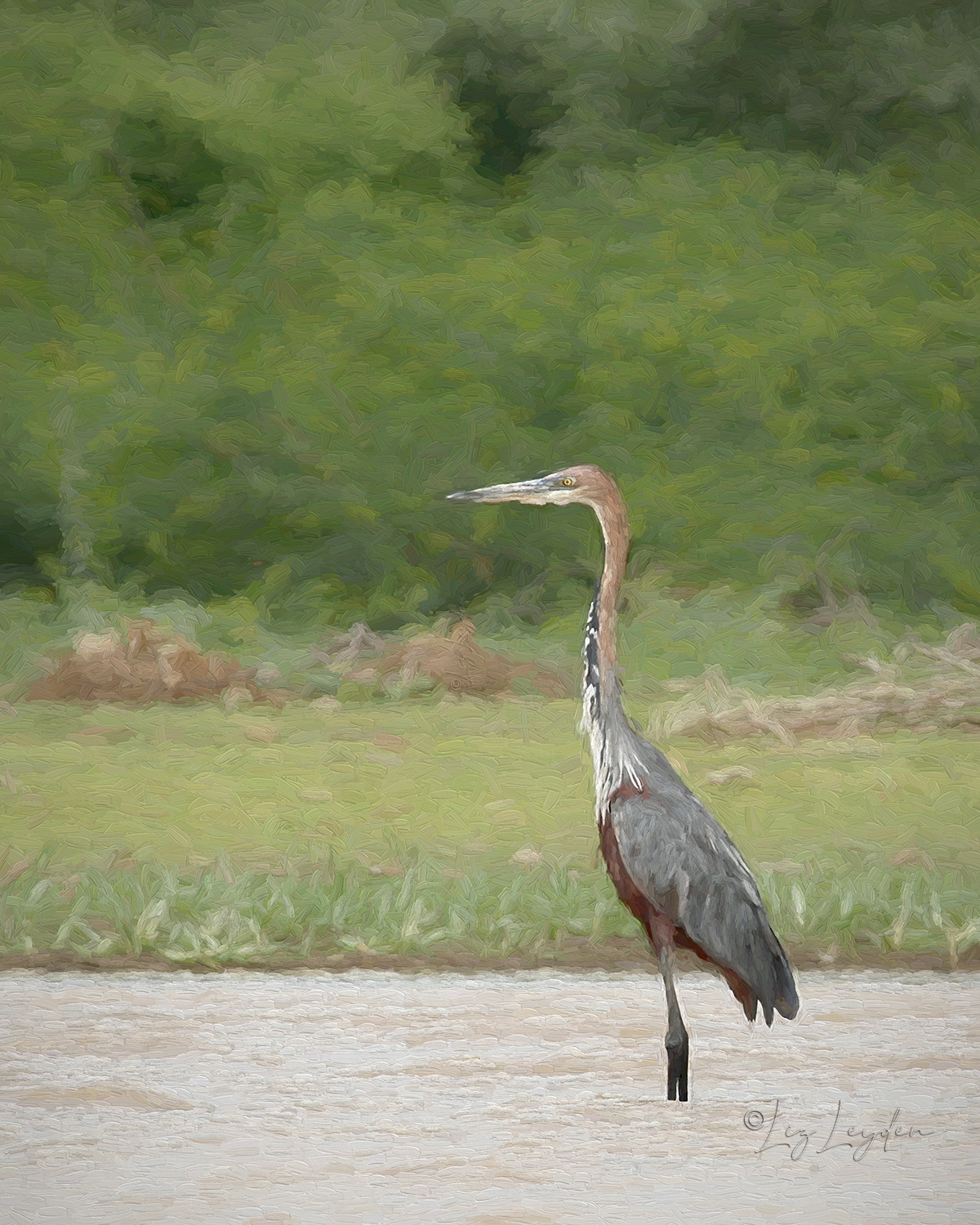 Goliath Heron standing in Lake Baringo, Kenya