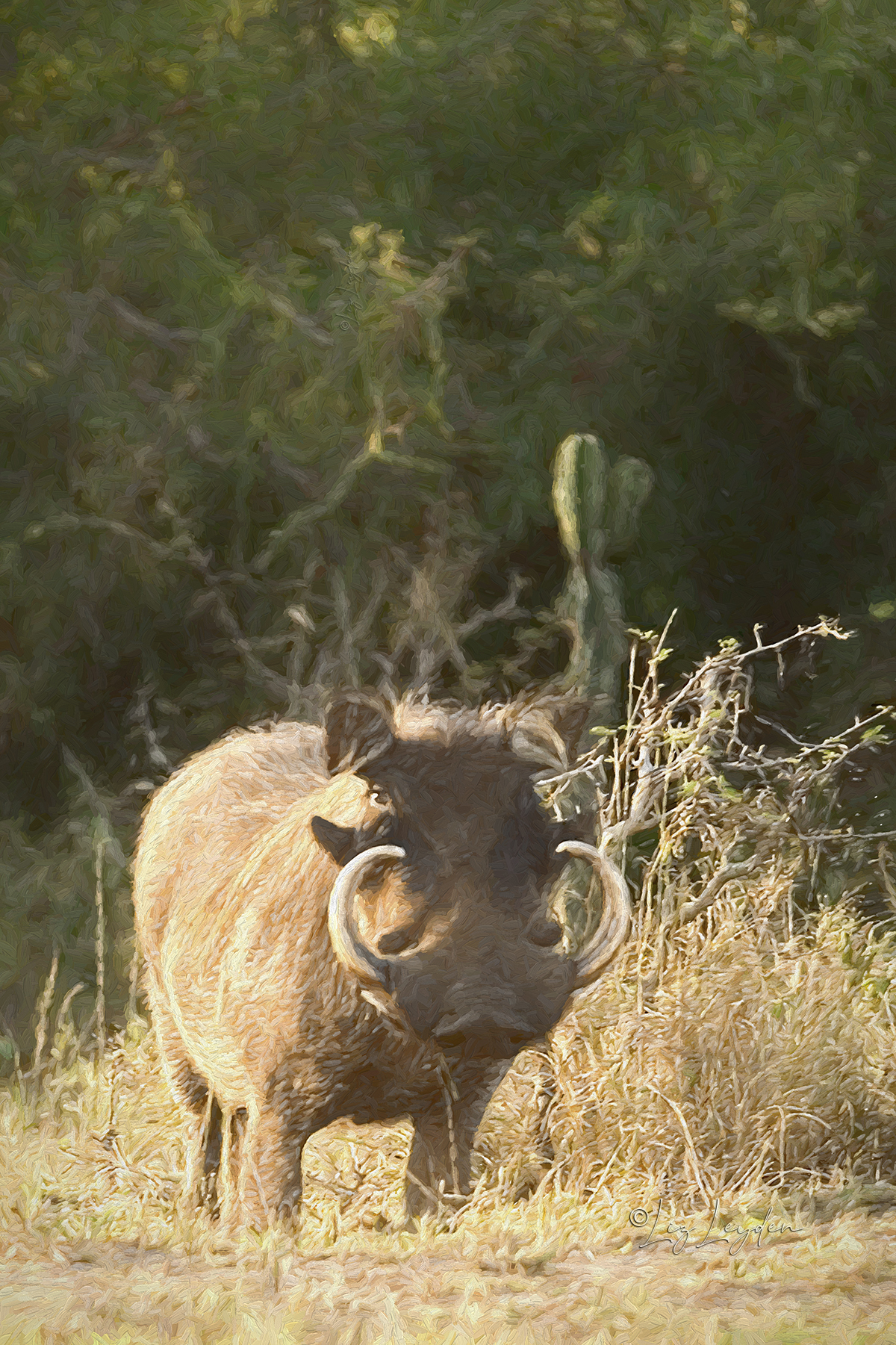 A Warthog with particularly long and curly tusks