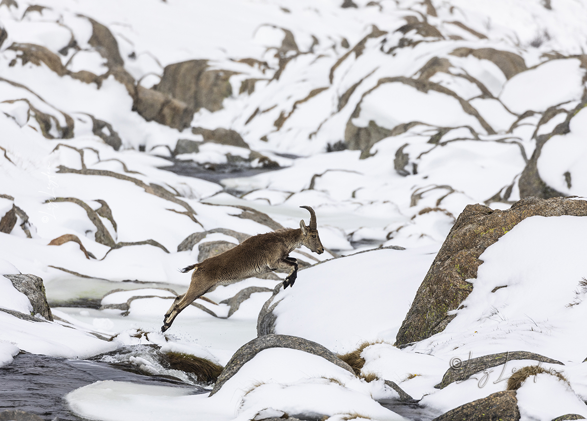 Iberian Ibex jumping on a snowy, rocky hillside